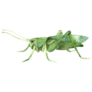 Decorative Green Grasshopper In Profile Sticker 