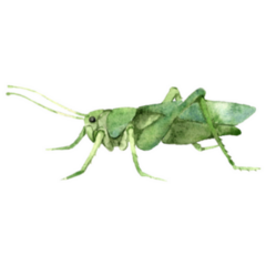 Decorative Green Grasshopper In Profile Sticker 
