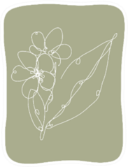 Decorative Hand Drawn Plumeria Flower Design Sticker
