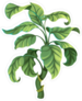 Decorative Tropical Ficus Sticker