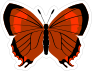Deep Orange Butterfly Sticker