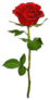 Deep Red, Ruby Rose Flower With Green Leaves Sketch Sticker