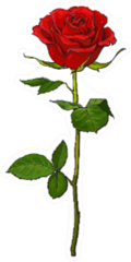 deep-red-ruby-rose-flower-with