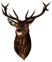 Deer Sketch Vector Graphics Color Head With Horns