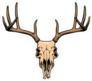 Deer Skull Illustration Sticker