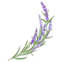 Delicate Lavender Sticker