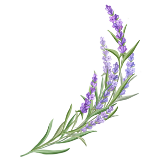Delicate Lavender Sticker