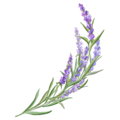 Delicate Lavender Sticker