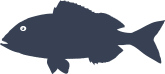 Dentex Fish Sticker