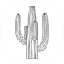Desert Cactus Outline Drawing Sticker