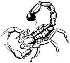 Desert Spider Scorpion Tail Sting Sticker