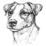 Detail Jack Terrier Sticker