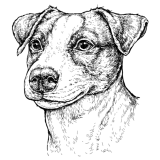 Detail Jack Terrier Sticker