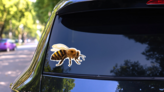 Detailed Bee Sticker on a Rear Car Window (New) example