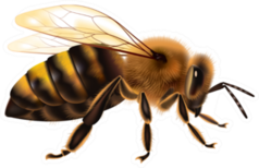 Detailed Bee Sticker