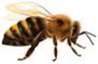Detailed Bee Sticker