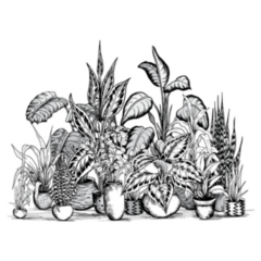 Detailed Black and White Illustration of Various House Plants Sticker