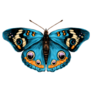 Detailed Blue Butterfly Sticker