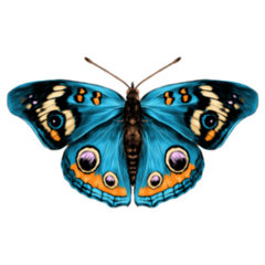 Detailed Blue Butterfly Sticker