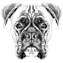 Detailed Boxer Sketch Sticker