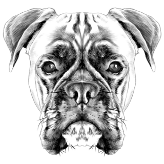 Detailed Boxer Sketch Sticker