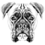 Detailed Boxer Sketch Sticker