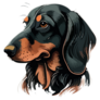 Detailed Dachshund Sticker