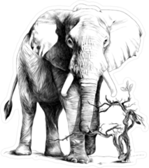 Detailed Elephant Drawing Sticker