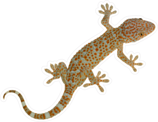 Detailed Gecko Lizard Sticker