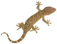 Detailed Gecko Lizard Sticker