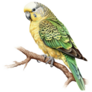 Detailed Parakeet Sticker