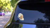 Detailed Saluki Face Sticker on a Rear Car Window (New) example
