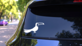 Detailed Toucan Sticker on a Rear Car Window (New) example