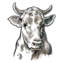 Detailed Vintage Engraving Illustration of Cows Head Sticker