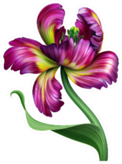 Digital Botanical Illustration Of Purple Pink Tulip Flower Sticker