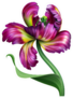 Digital Botanical Illustration Of Purple Pink Tulip Flower Sticker