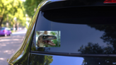 Dinosaur Growling with Open Mouth Sticker on a Rear Car Window (New) example