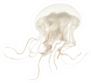 Disc Jellyfish Swimming Against White Sticker