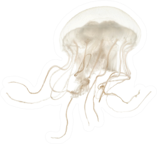 Disc Jellyfish Swimming Against White Sticker