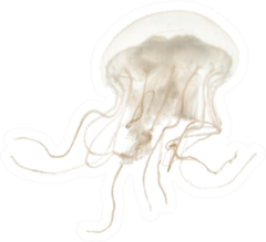 Disc Jellyfish Swimming Against White Sticker