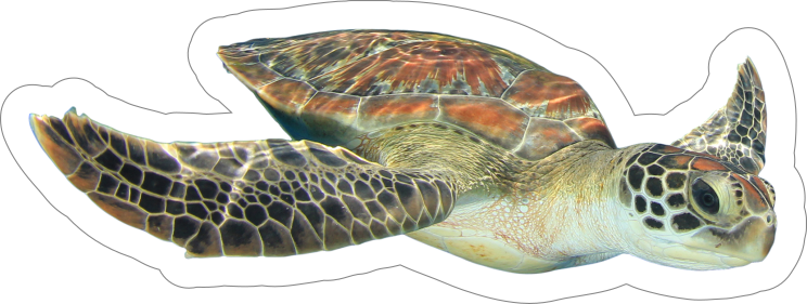 Diving Turtle Sticker