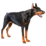 Doberman Barking Sideways Sticker