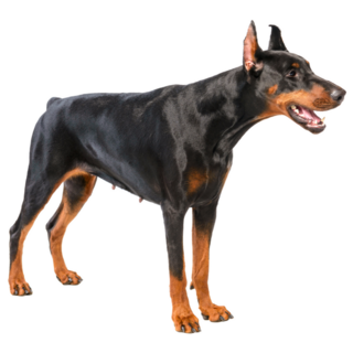 Doberman Barking Sideways Sticker