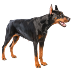 Doberman Barking Sideways Sticker