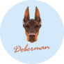 Doberman Blue Text Sticker