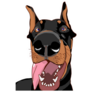 Doberman Close Up Sticker