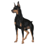 Doberman Dog Art Sticker