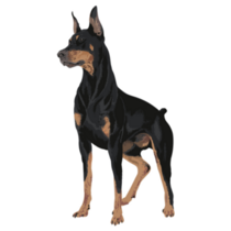 Doberman Dog Art Sticker