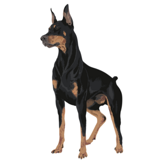 Doberman Dog Art Sticker