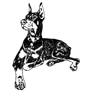 Doberman, Dog Lying Sticker